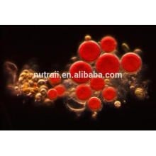 Extrait de Nature Haematococcus Pluvialis / poudre d&#39;Astaxanthine